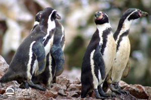 turismo islas ballestas Paracas